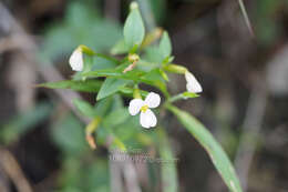 Image of Canscora andrographioides Griff. ex C. B. Cl.