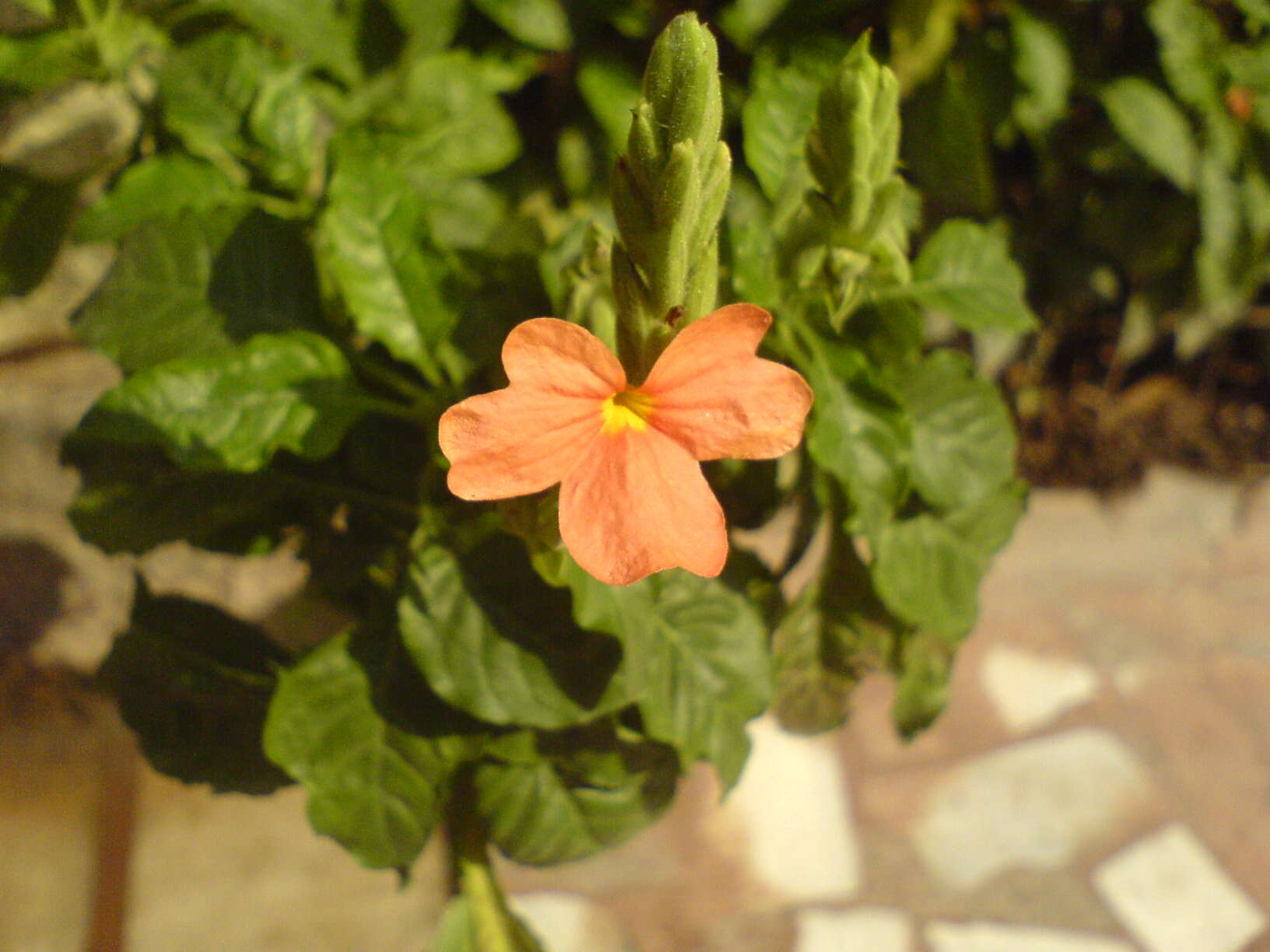 Imagem de Crossandra infundibuliformis (L.) Nees