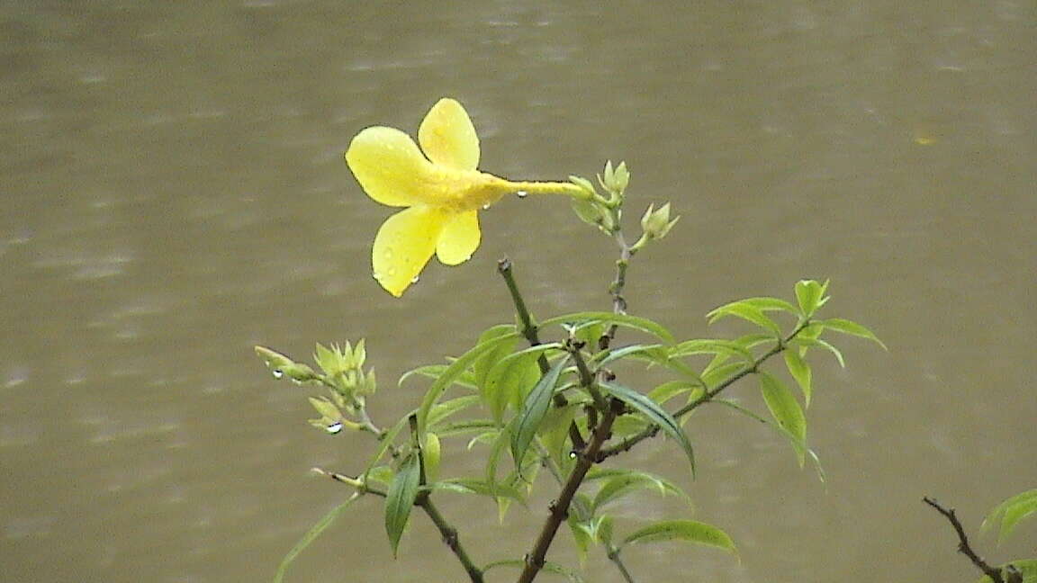 Image of bush allamanda