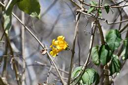 Image of Anemopaegma chrysanthum Dugand