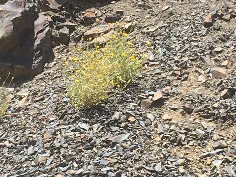 Image of pumice alpinegold