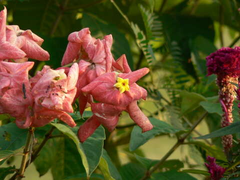 صورة Mussaenda philippica A. Rich.