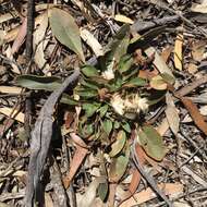 Image de Ptilotus seminudus (J. M. Black) J. M. Black