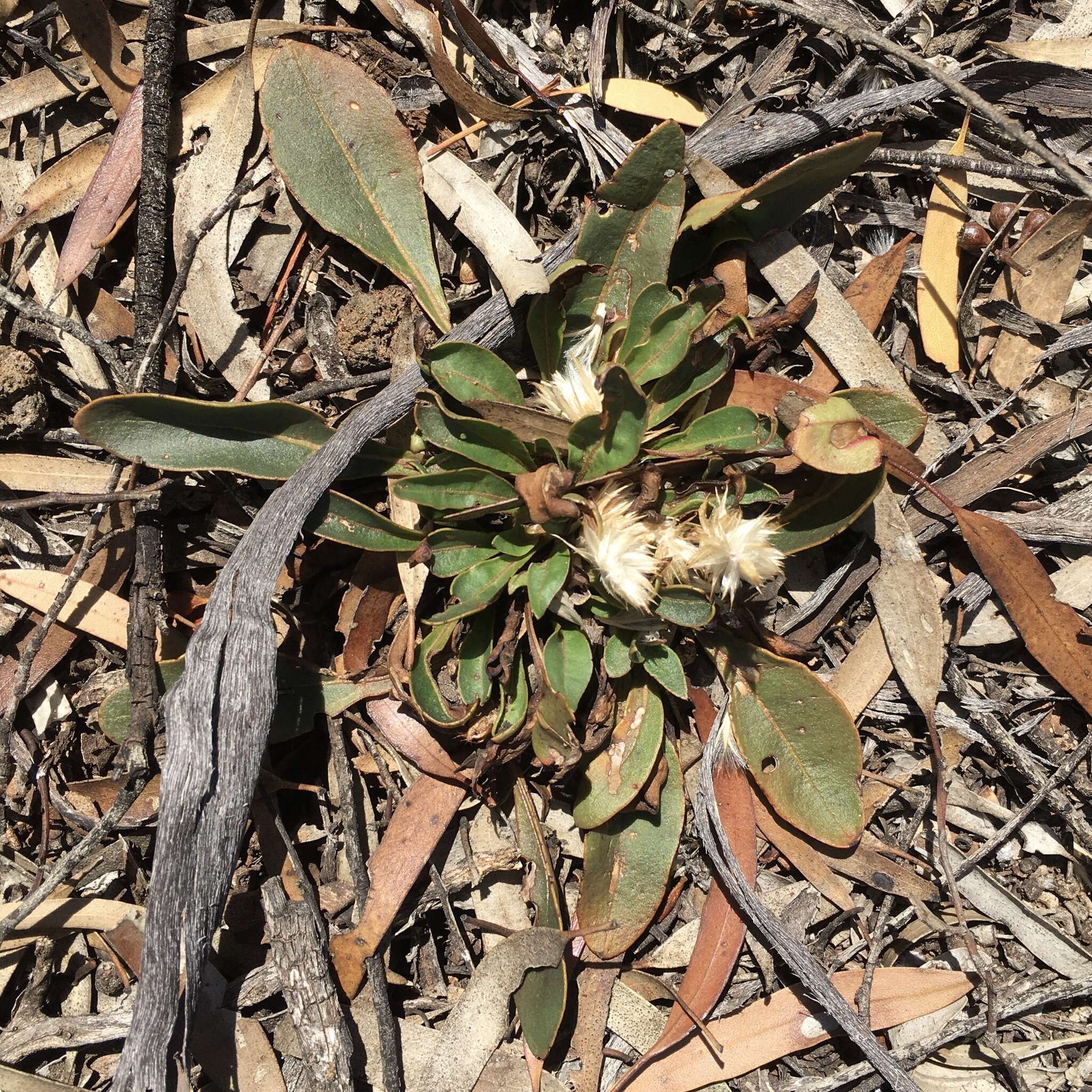 Image de Ptilotus seminudus (J. M. Black) J. M. Black