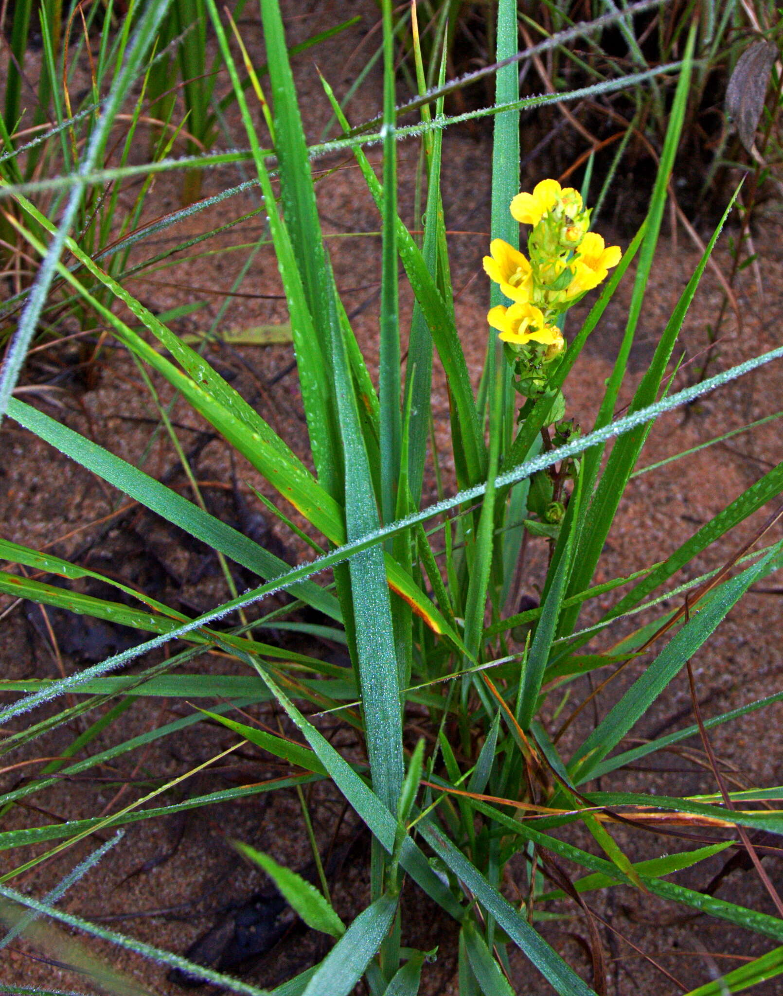 Alectra sessiliflora (Vahl) Kuntze的圖片