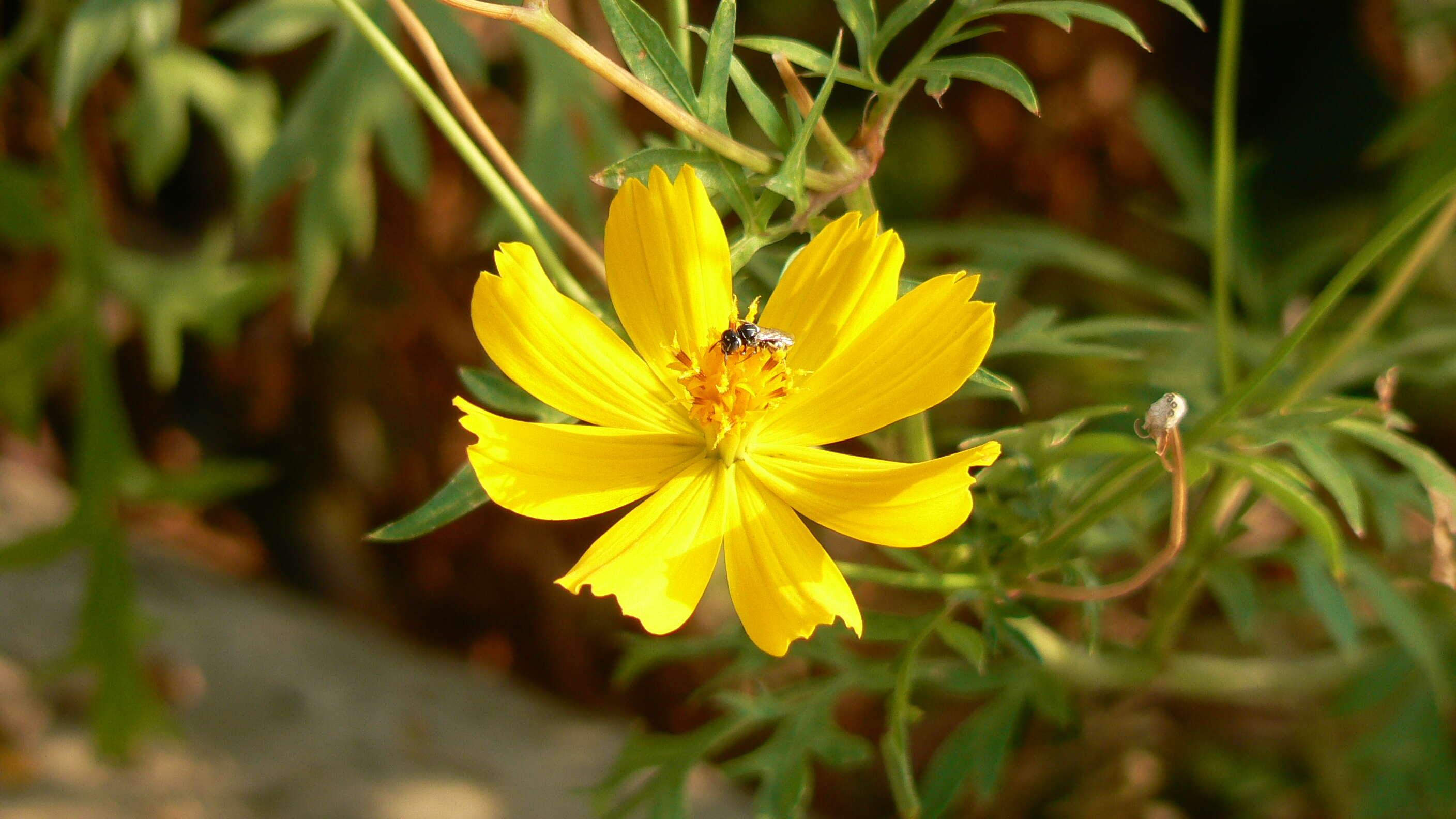 Image of sulphur cosmos