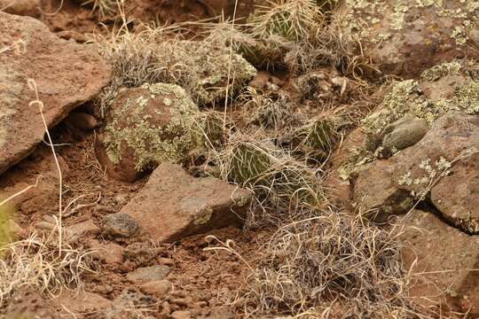 Image of Opuntia polyacantha var. schweriniana