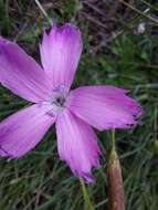 Image of Dianthus basuticus Burtt Davy