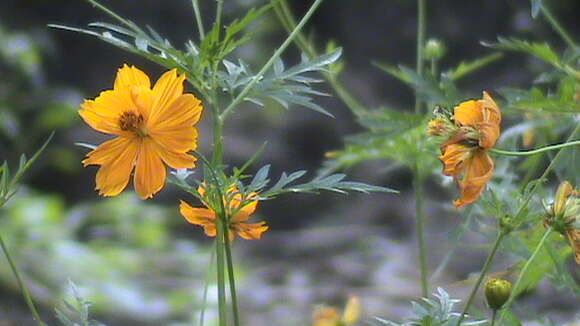 Image of sulphur cosmos