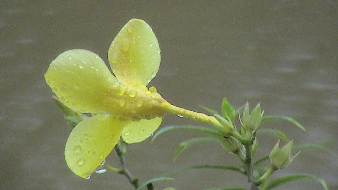 Image of bush allamanda