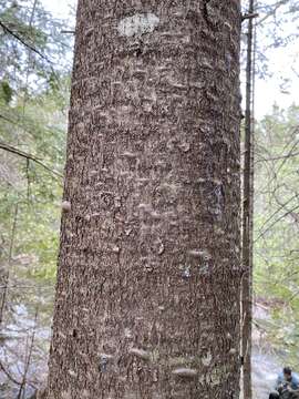 Image of balsam fir