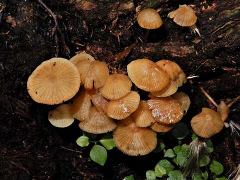 Image de Omphalina wellingtonensis G. Stev. 1964