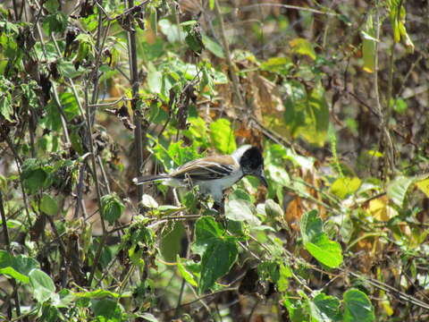 Image of Collared Antshrike