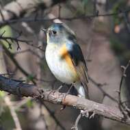 Image of Orange-flanked Bush-Robin