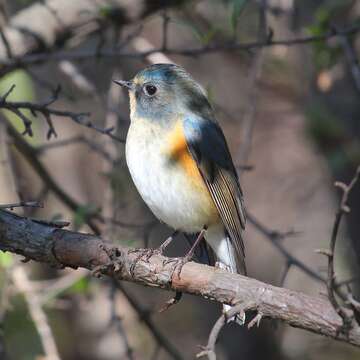 Image of Orange-flanked Bush-Robin