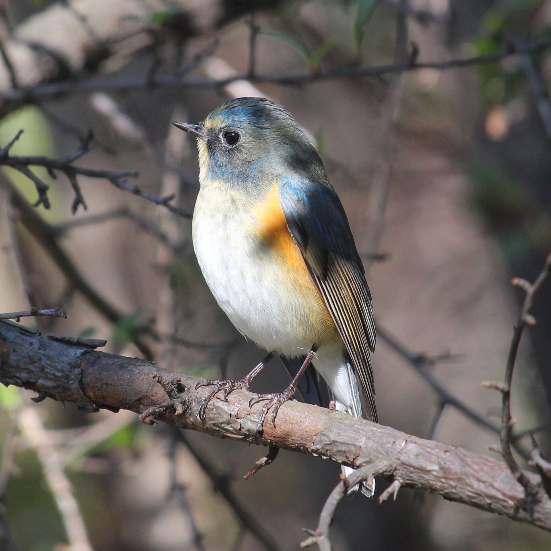 Image of Orange-flanked Bush-Robin