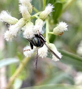 Image of Leucospis birkmani Brues 1925