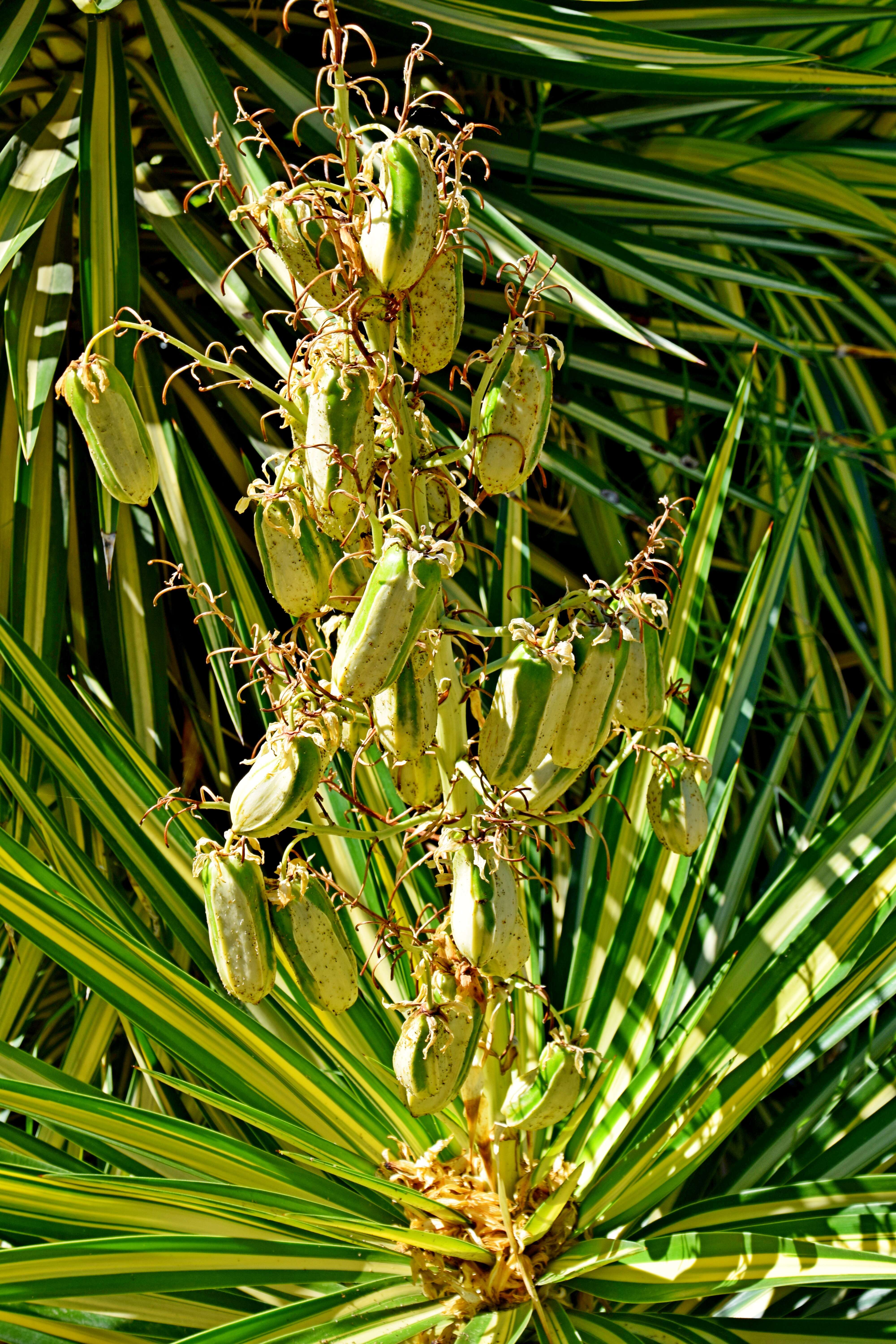 Image of Spanish bayonet