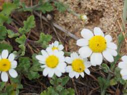 Image of Anthemis werneri Stoj. & Acht.