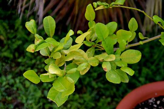 Image of Kaffir Lime