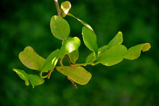 Image of Kaffir Lime