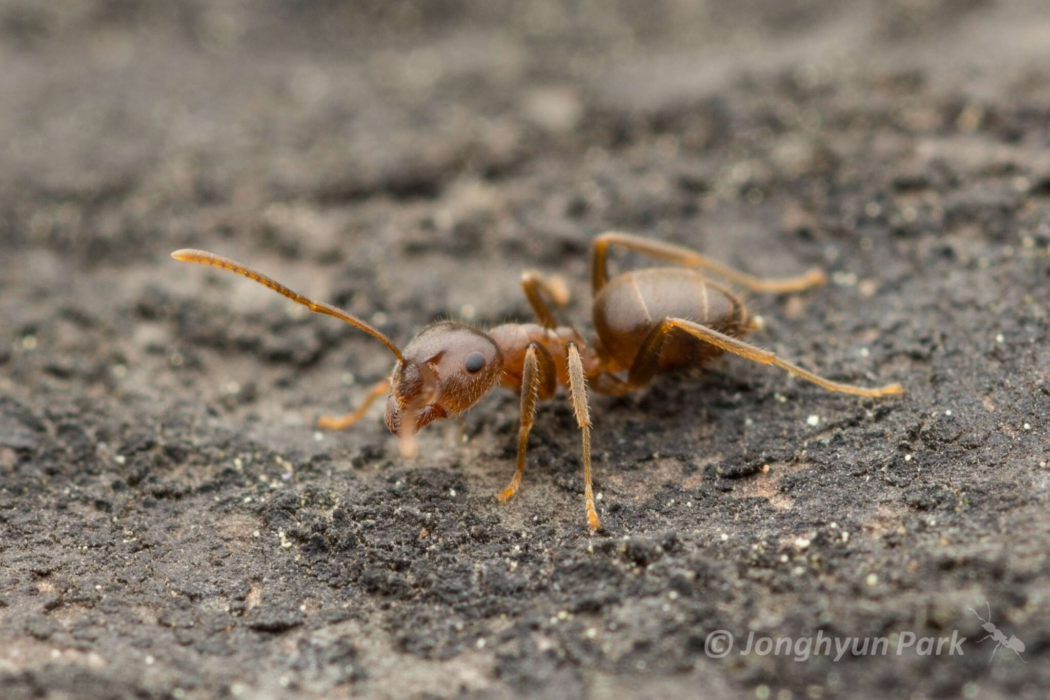 Image de Lasius hayashi Yamauchi & Hayashida 1970