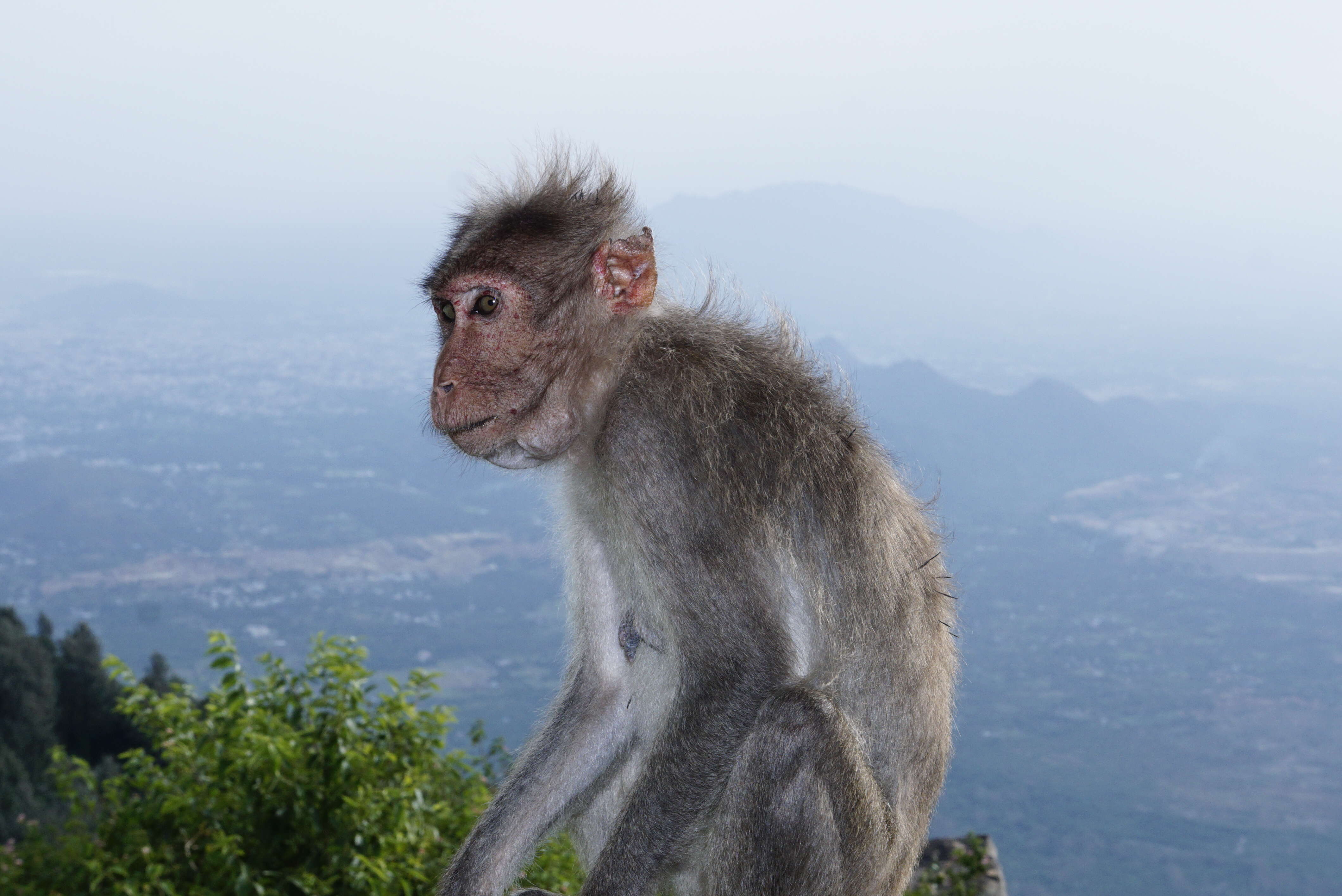 Image of Bonnet Macaque