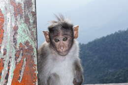 Image of Bonnet Macaque