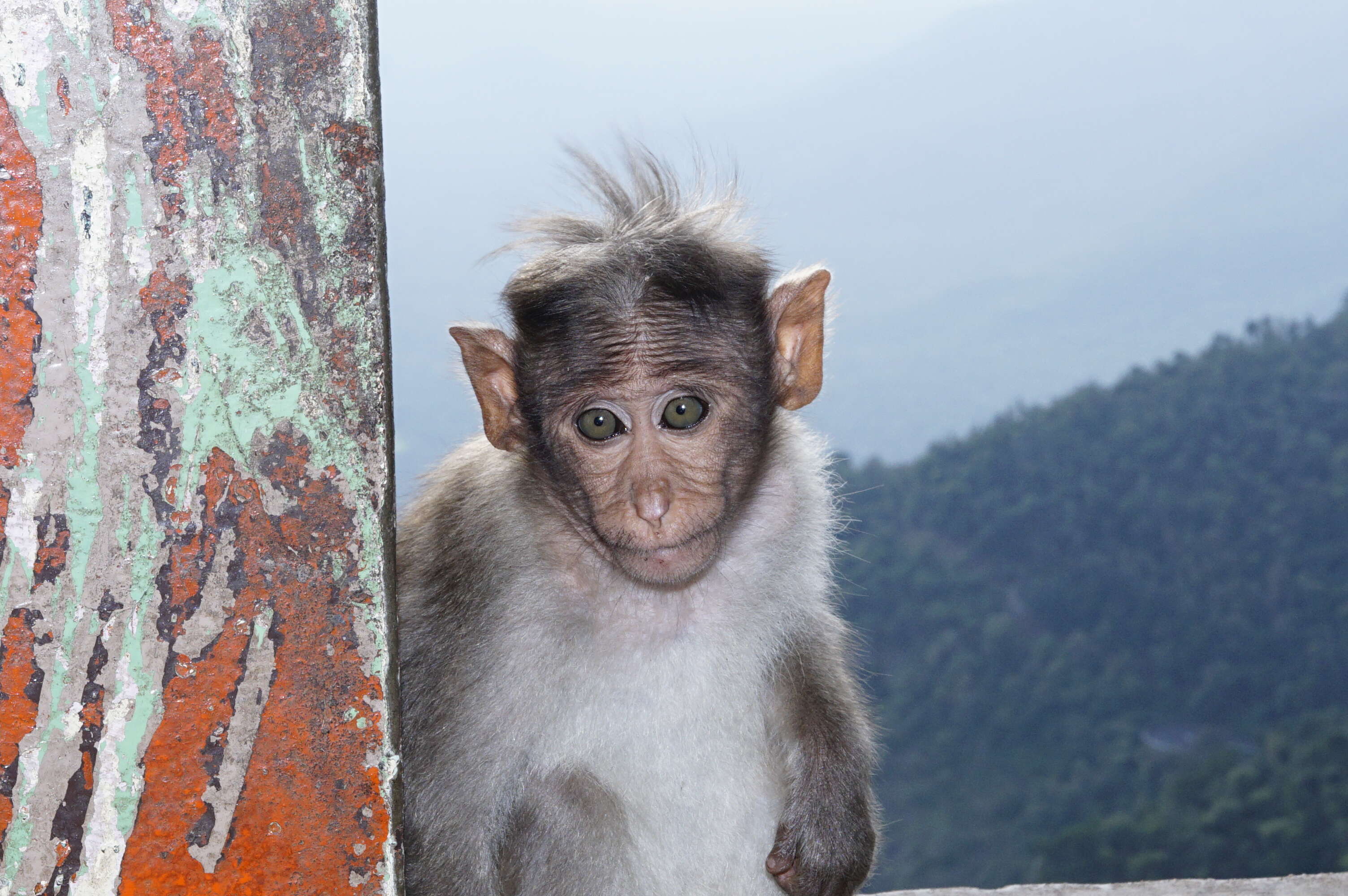 Image of Bonnet Macaque