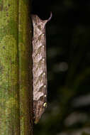 Image of Elephant foot yam