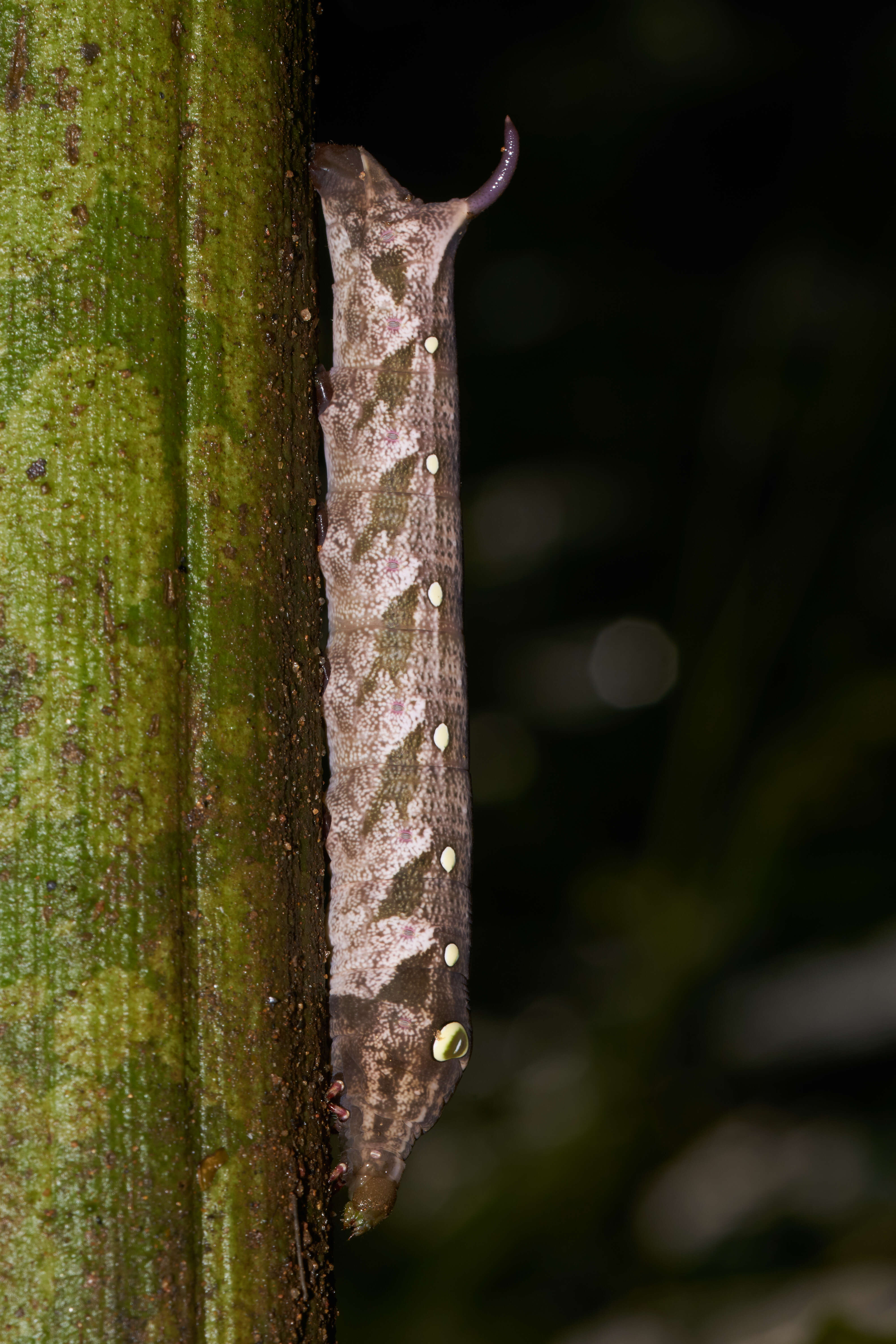 Image of Elephant foot yam