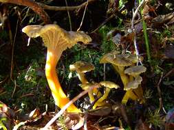 Image of Funnel Chanterelle