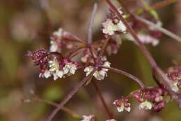 Image of Platysace tenuissima (Benth.) C. Norman