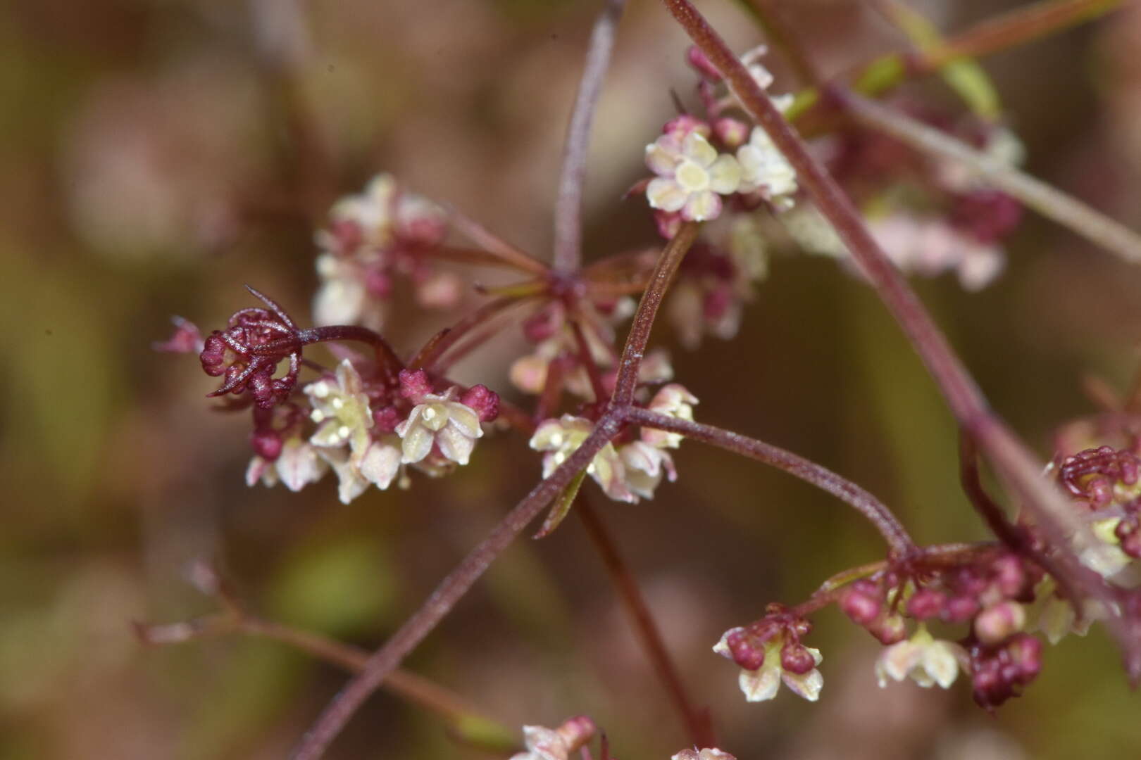 Image of Platysace tenuissima (Benth.) C. Norman