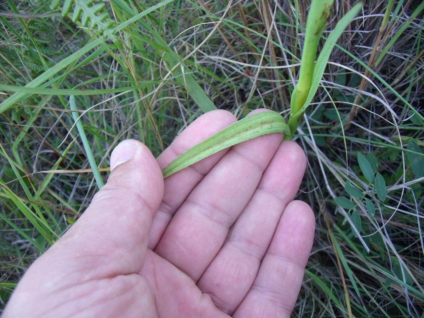 Image de Disa polygonoides Lindl.