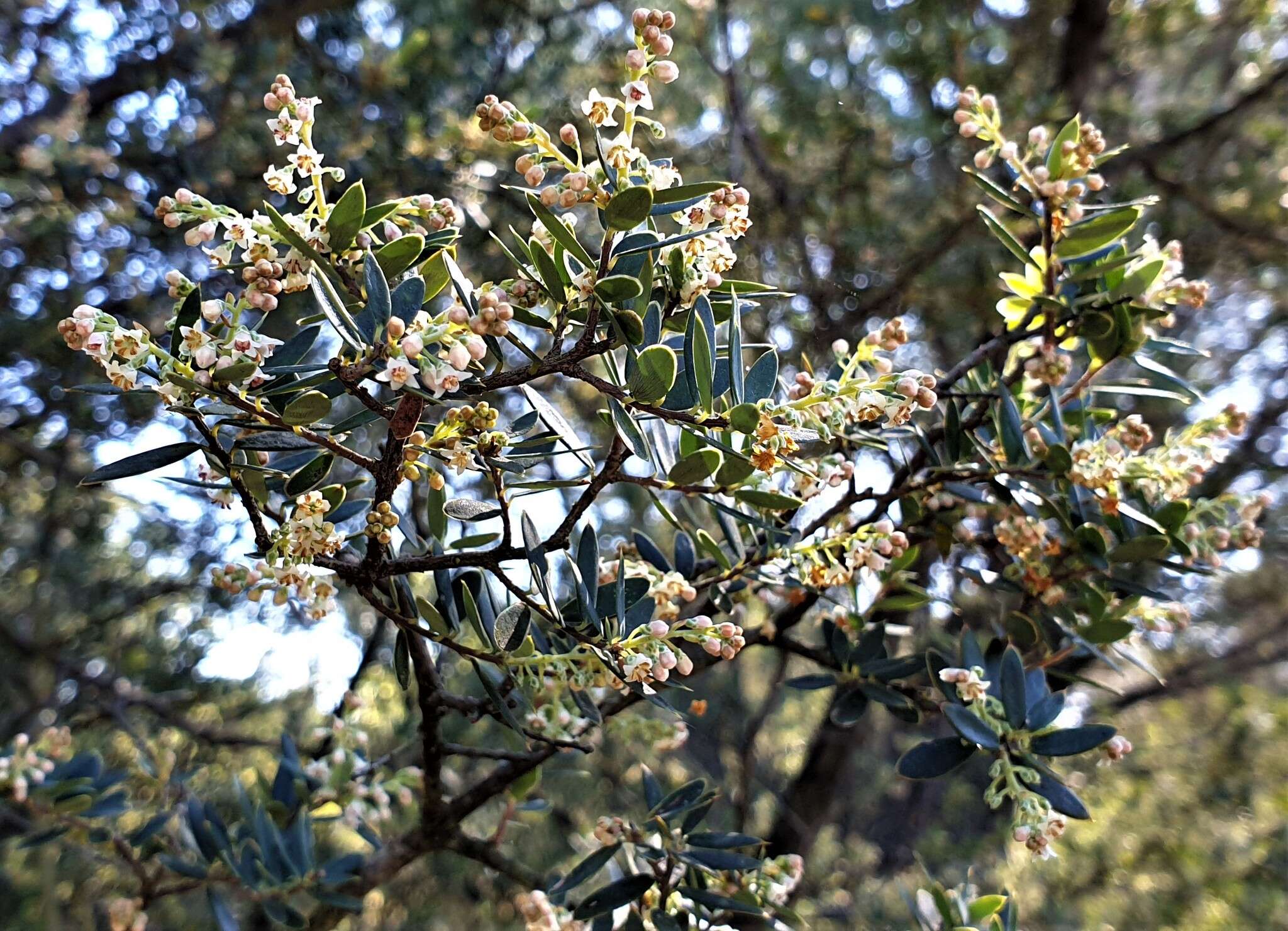 Image of Monotoca elliptica (Smith) R. Br.