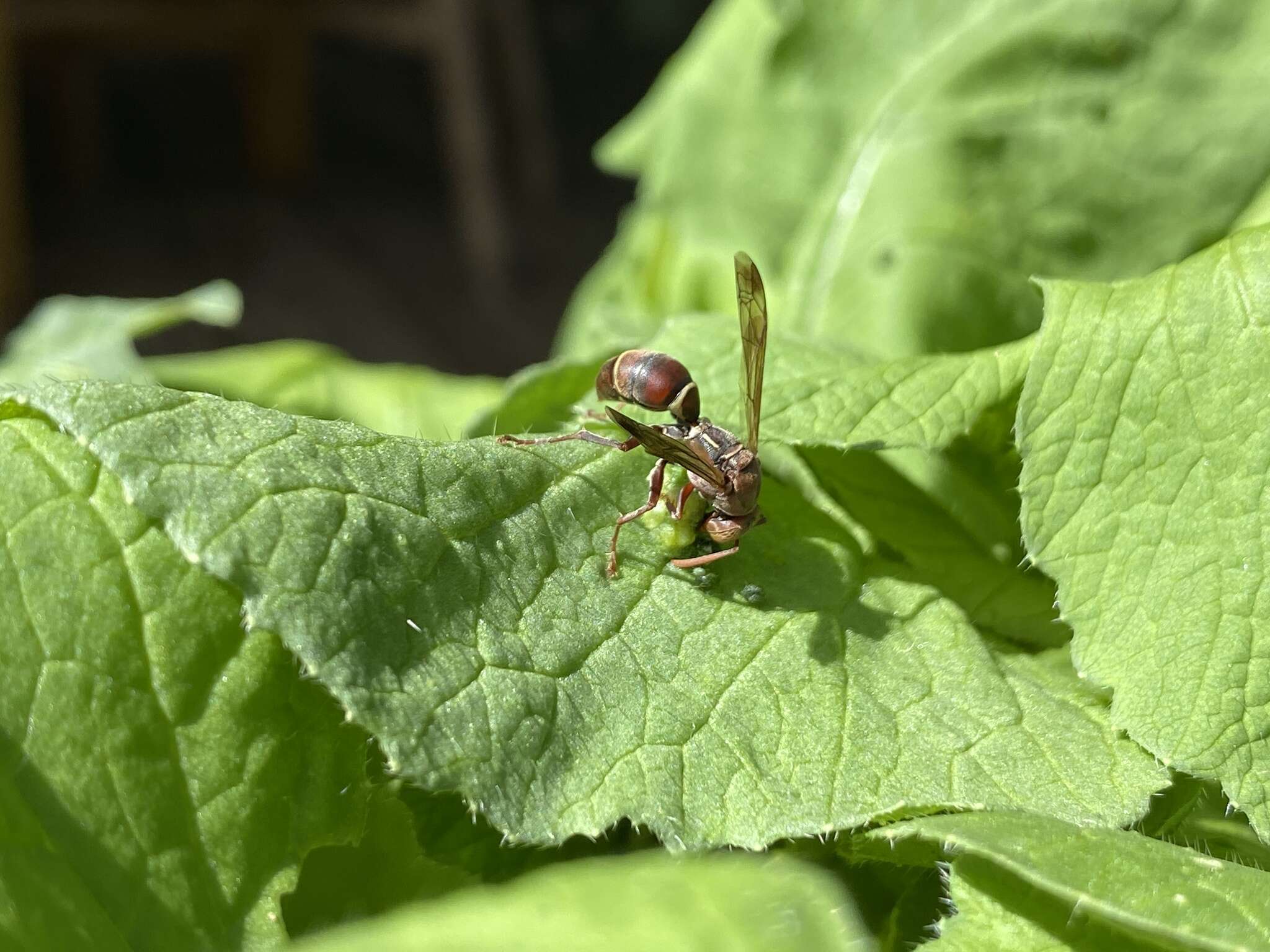 Image of Polistes stigma townsvillensis Giordani Soika 1975