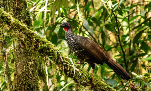 Image de Pénélope de Cauca