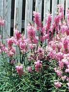 Image of obedient plant