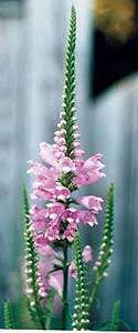 Image of obedient plant
