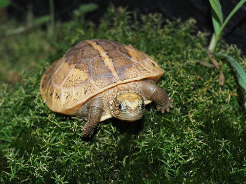 Image of Southern Viet Nam Box Turtle