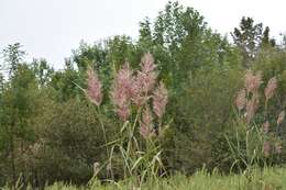 Image of Giant Plume Grass