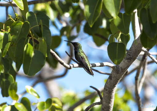 Image of Green-breasted Mango