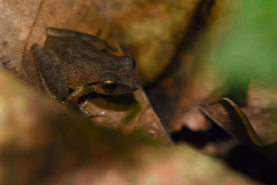 Image of Pseudophilautus folicola (Manamendra-Arachchi & Pethiyagoda 2005)