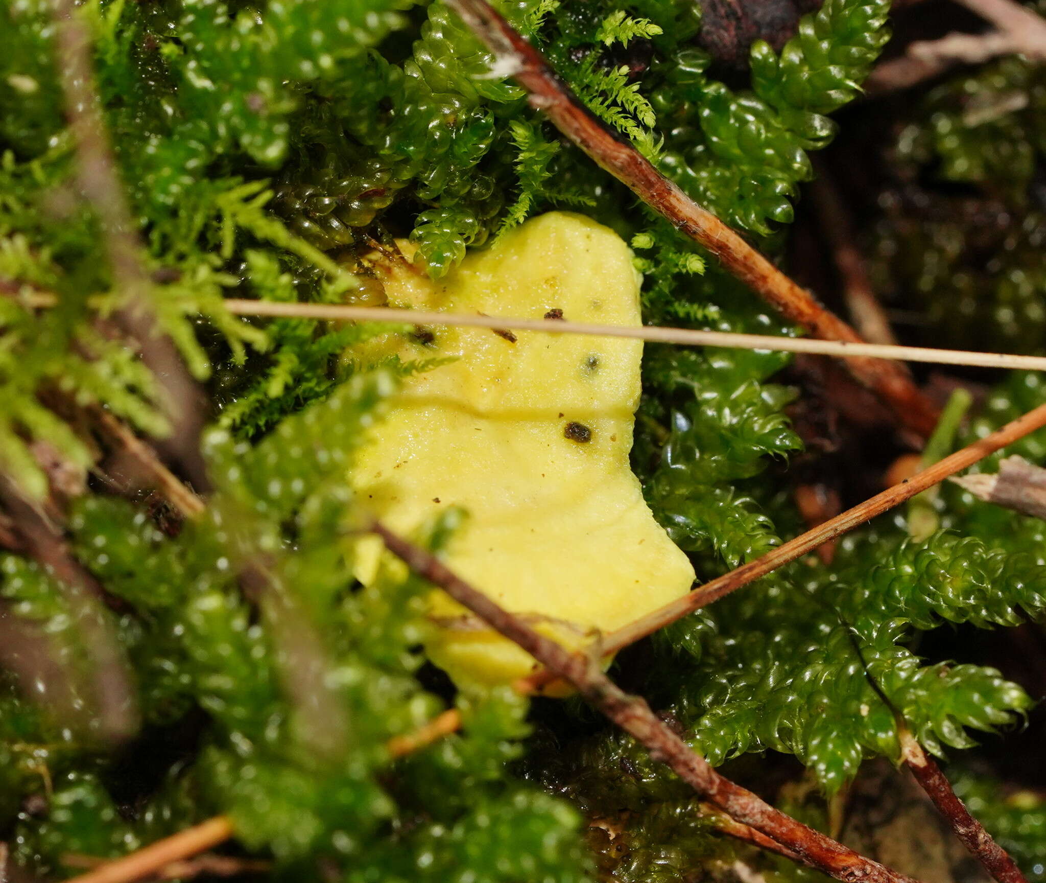 Image of Austeria citrea (Berk.) Miettinen 2016