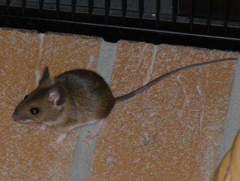 Image of Yellow-necked Field Mouse