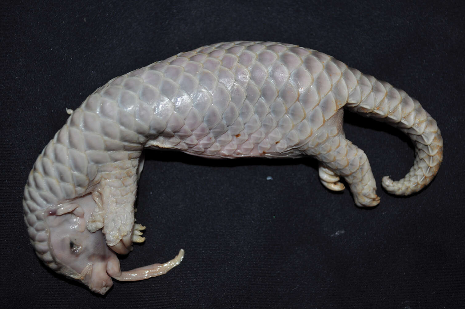 Image of Chinese Pangolin