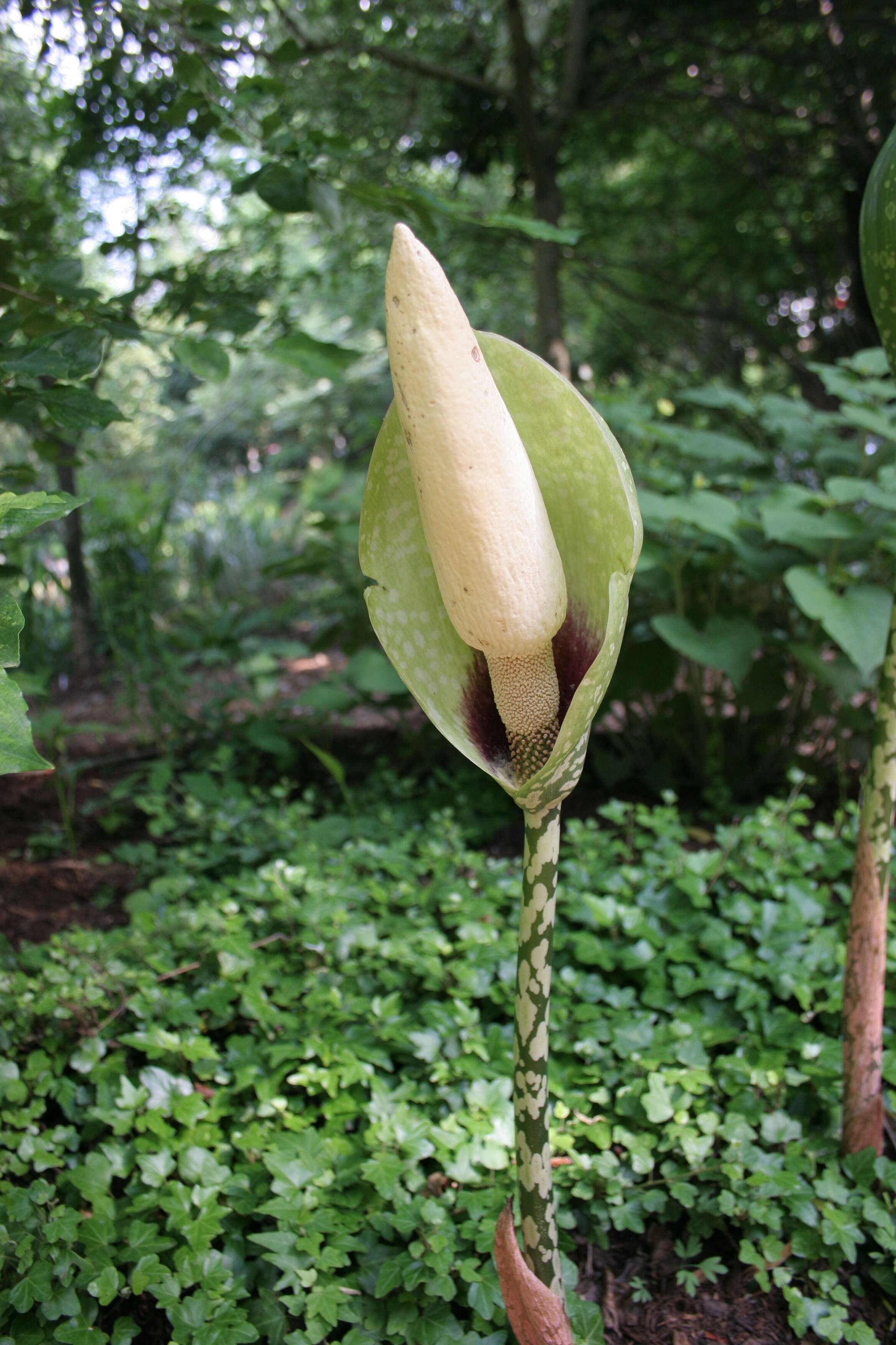 Image of amorphophallus