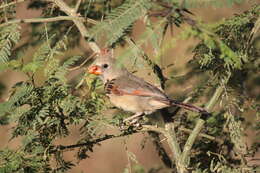 Image of Cardinalis cardinalis mariae Nelson 1898