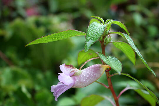 Image de Impatiens arguta Hook. fil. & Thoms.